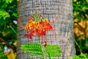 Orange and yellow peacock flower on a spring tropical day photo