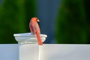 Northern cardinal on a white fence post photo