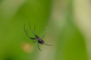 An orchid spider hangs from it's web photo