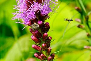 A miner bee crawls out of a dense blazing star flower as another insect flies toward the flower photo