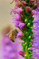 Honey bee pollinates a dense blazing star on a summer afternoon photo