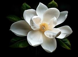 beautiful large white magnolia against a background of dark green leaves on a tree in spring day. Created with Generative AI technology. photo