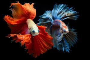 Two Siamese fighting fish isolated on black background. Generative AI. photo