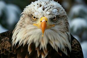 majestuoso calvo águila, un maravilloso invierno cerca arriba de feroz elegancia ai generado foto