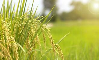 light yellow rice fields photo