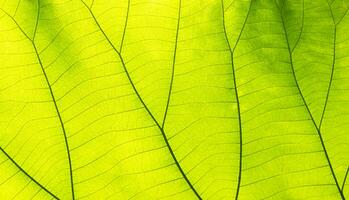 green leaves for background photo