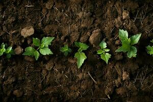 crecimientos base, parte superior ver fértil suelo textura, ofrecimiento copioso Copiar espacio para jardinería ai generado foto