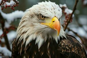 A close encounter with a resplendent bald eagle in winter AI Generated photo