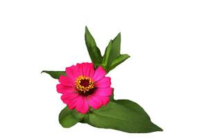 Zinnia flower isolate on white background photo