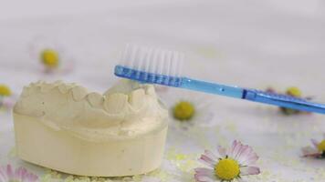 un cepillo de dientes es sentado en parte superior de un diente burlarse de arriba video