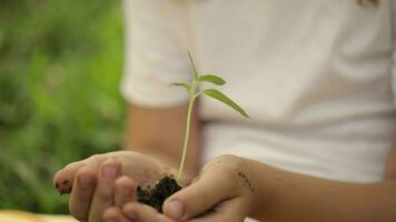 caucásico niña es acuerdo un verde planta de semillero y suelo en su manos video