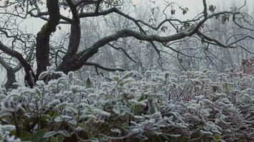 Garden covered by frost in a small village in East Tyrol video