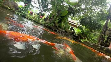 koi in visvijver onder water. koi nishikigoi, zijn gekleurde vorm van amoerkarper video