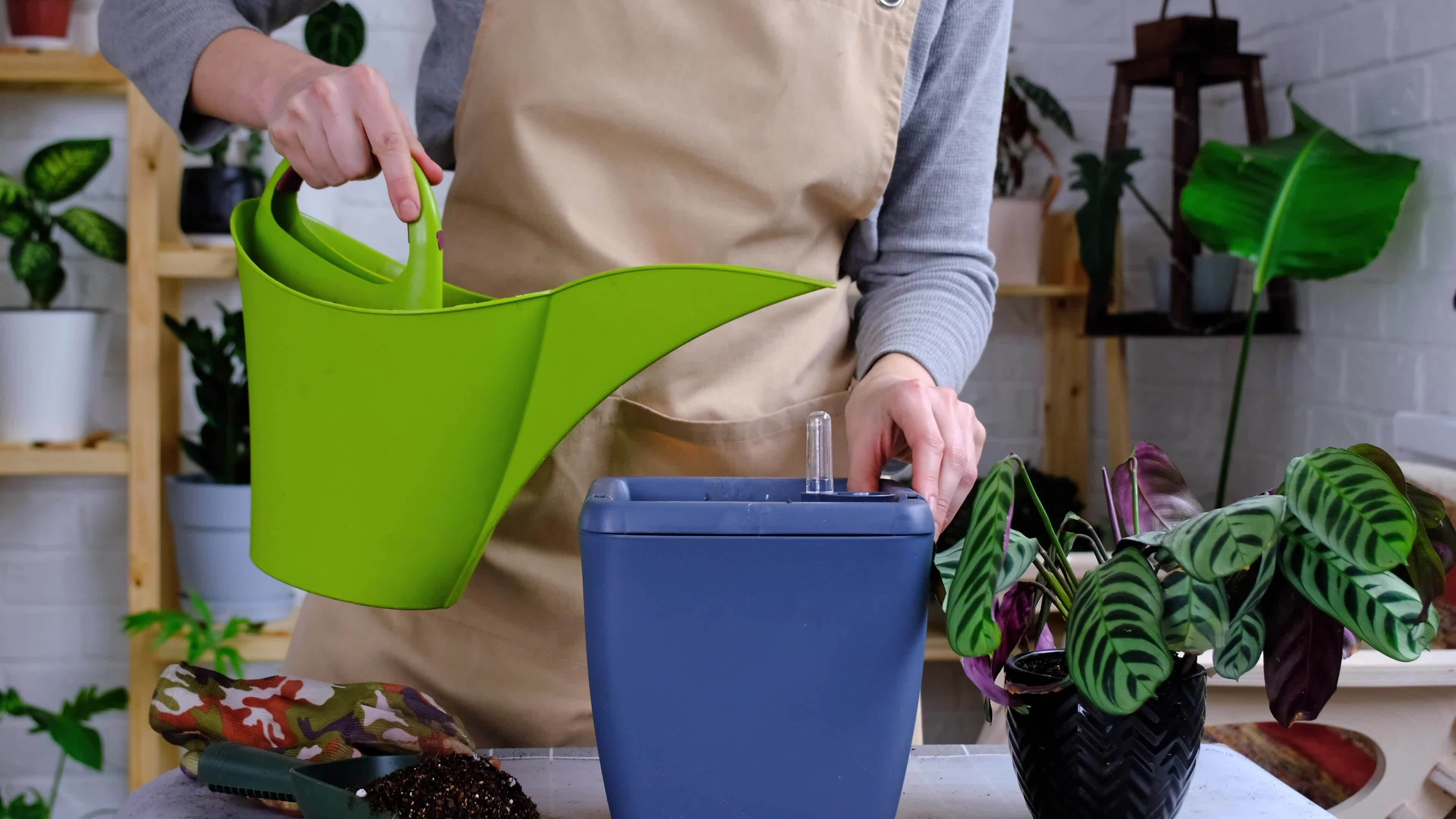 Pot For Plants With Automatic Watering Transplanting Calathea Into A pot-for-plants-with-automatic-watering-transplanting-calathea-into-a