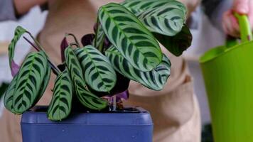 Pot for plants with automatic watering, transplanting Calathea into a double pot, watering from a watering can, assembling a water tank. video