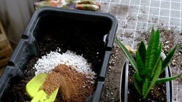 Hands in gloves mix ingredients for the soil of home potted plants, peat, earth, sand, perlite, vermiculite, coconut. A mixture for planting plants in a pot. Layout video