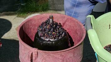 The process of making homemade grape wine. A winemaker loads crushed grapes into a hydraulic press. video