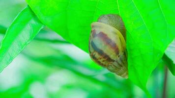A large snail sits motionless on a green leaf. video