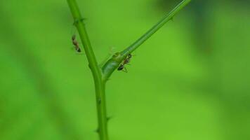 Close up of a red ant walks on a tree branch on natural blur background. video