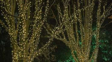 lindo colorida Natal luzes árvores por aí Vizinhança video