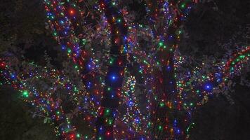 Beautiful Colorful Christmas Lights Trees Around Neighborhood video