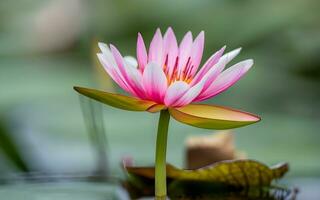 Exquisite Close-Up, Delicate Water Lily Petals Revealed in Stunning Detail Amidst Tranquil Pond Beauty. AI Generated photo