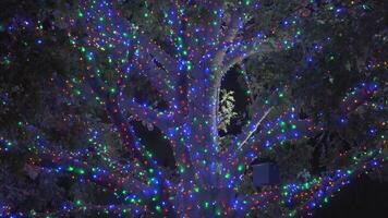 bellissimo colorato Natale luci alberi in giro Quartiere video