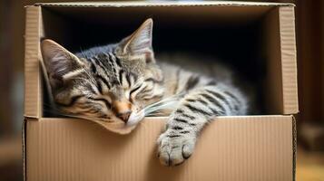 Cute tabby kitten sleeping in a cardboard box, selective focus photo