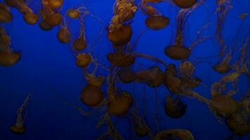 le noir mer ortie géant gelée méduse dans une Profond bleu l'eau regards très magnifique Contexte video