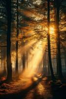 Tranquil misty autumn forest with sun rays photo