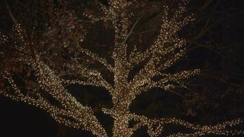 magnifique coloré Noël lumières des arbres autour quartier video