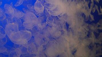 Moon jelly Jellyfish Aurelia aurita  Translucent, Moonlike Bell in a Deep Blue Water looks Very Beautiful Background video