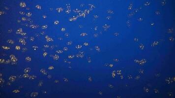 Moon jelly Jellyfish Aurelia aurita  Translucent, Moonlike Bell in a Deep Blue Water looks Very Beautiful Background video