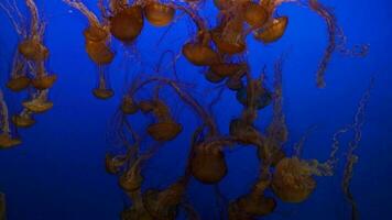 The Black Sea Nettle Giant Jelly Jellyfish in a Deep Blue Water looks Very Beautiful Background video