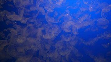 Luna gelatina Medusa aurelia aurita traslucido, come la luna campana nel un' in profondità blu acqua sembra molto bellissimo sfondo video