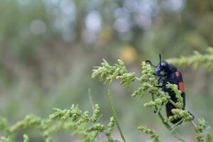 Blister beetle photos from different angles