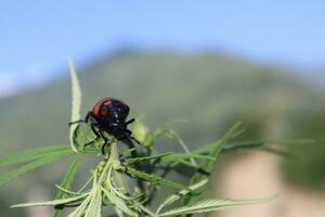 Blister beetle photos from different angles