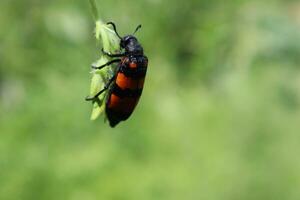 Blister beetle photos from different angles