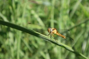 Dragonfly beautiful photos in a Sunny day