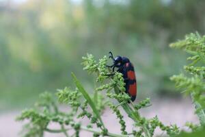 Blister beetle photos from different angles