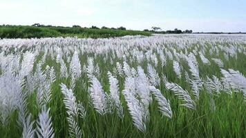 Icon of Autumn.  Blooming Kans grass Saccharum spontaneum flowers plant. Swings in the wind with bright sunlight video