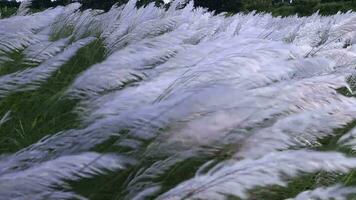 ícone do outono. florescendo kans Relva saccharum espontâneo flores plantar. balanços dentro a vento com brilhante luz solar video