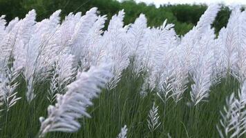 Icon of Autumn.  Blooming Kans grass Saccharum spontaneum flowers plant. Swings in the wind with bright sunlight video