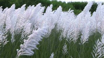 Symbol von Herbst. Blühen kann Gras Saccharum spontaneum Blumen Pflanze. Schaukeln im das Wind mit hell Sonnenlicht video