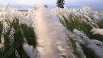 Icon of Autumn.  Blooming Kans grass Saccharum spontaneum flowers plant. Swings in the wind with bright sunlight video