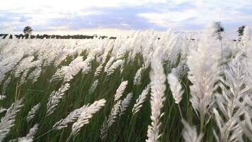 Icon of Autumn.  Blooming Kans grass Saccharum spontaneum flowers plant. Swings in the wind with bright sunlight video