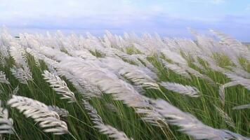 Icon of Autumn.  Blooming Kans grass Saccharum spontaneum flowers plant. Swings in the wind with bright sunlight video