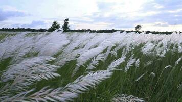 Icon of Autumn.  Blooming Kans grass Saccharum spontaneum flowers plant. Swings in the wind with bright sunlight video