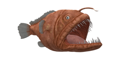 Angler Fisch isoliert auf ein transparent Hintergrund png