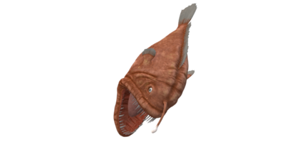 Angler Fish isolated on a Transparent Background png